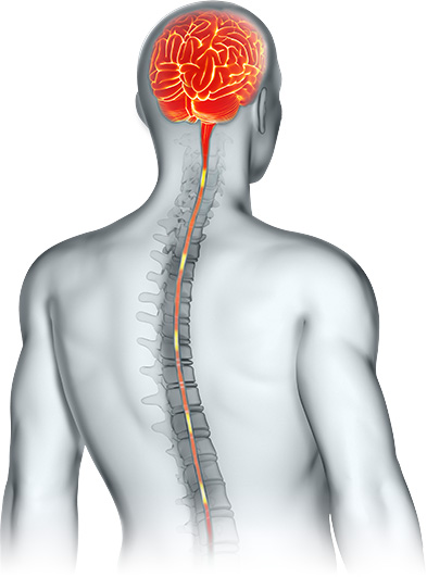 Barbara Uray - Cranial Works - Person